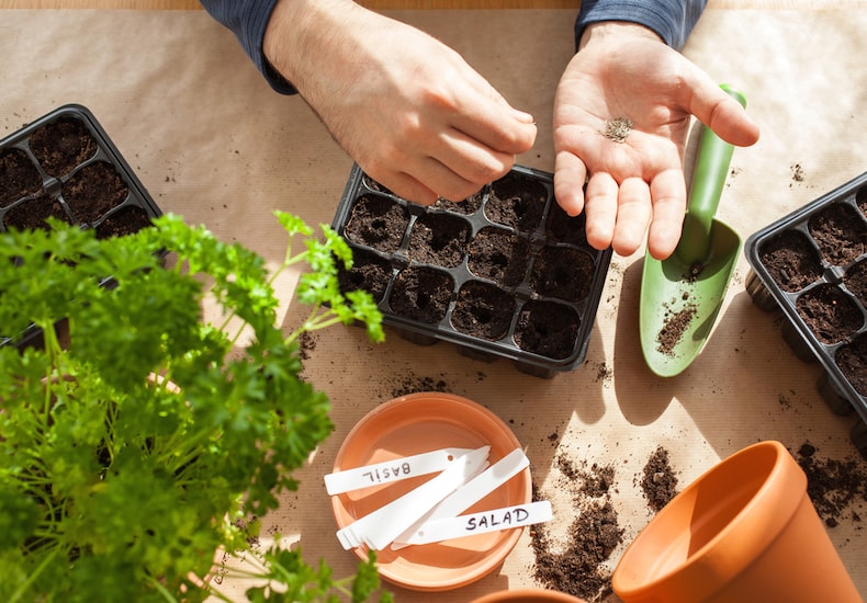 person-holding-seeds-trays