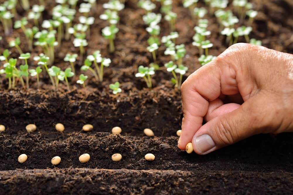 seed-starting-2