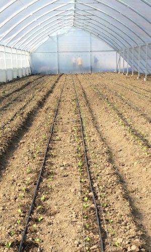 ORGANIC-CROPS-IN-GREENHOUSES_blog