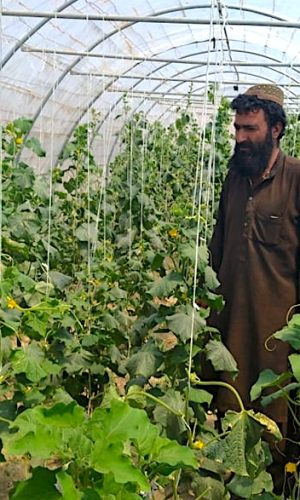 Undp-Afghanistan-2020-cbard-greenhouse-2